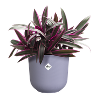 jazz rond 14cm lavande lilas